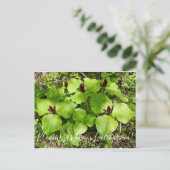 カリフォルニアの血まみれ:ジャイアントワケロビン ポストカード (スタンド正面)