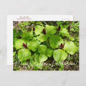 カリフォルニアの血まみれ:ジャイアントワケロビン ポストカード (正面/裏面)