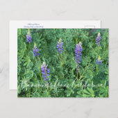 カリフォルニアの血まみれ: Arroyo Lupine ポストカード (正面/裏面)