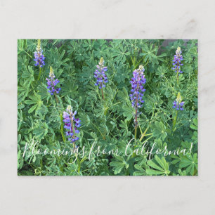 カリフォルニアの血まみれ: Arroyo Lupine ポストカード