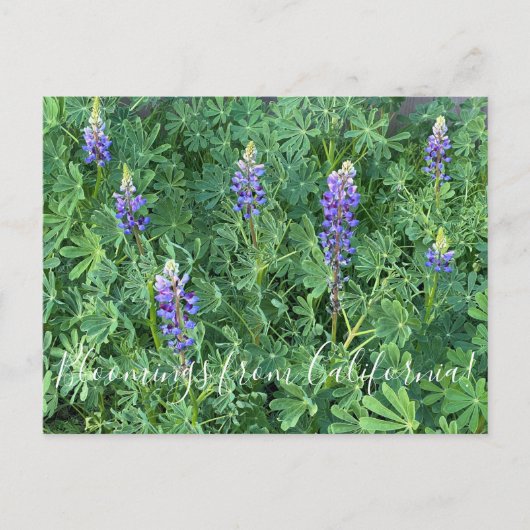 カリフォルニアの血まみれ: Arroyo Lupine ポストカード (正面)