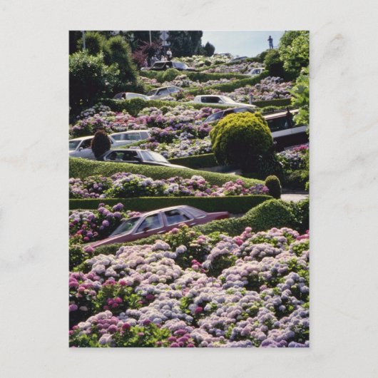 カリフォルニアの赤いサンフランシスコの花 ポストカード (正面)