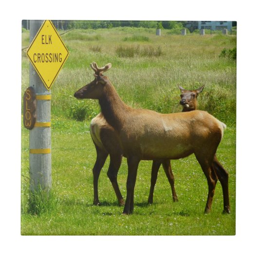カリフォルニアの野生動物写真：エルクの通り道 タイル (正面)