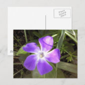 カリフォルニアの野草 ポストカード (正面/裏面)