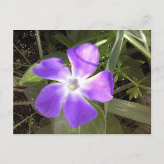 カリフォルニアの野草 ポストカード (正面)