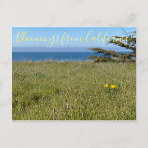 カリフォルニアの開花! - カリフォルニアケシ ポストカード