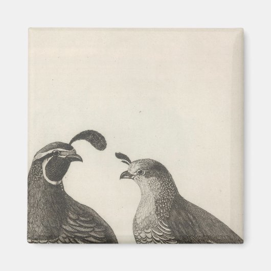 カリフォルニアの雄と雌のパトリッジ マグネット (正面)