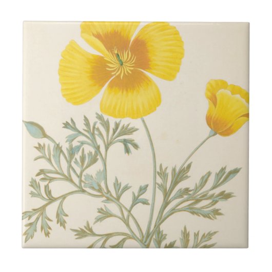 カリフォルニアのEschscholtzia タイル (正面)