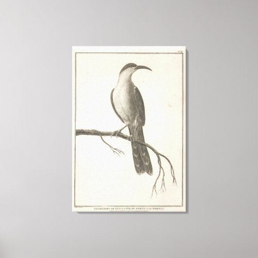 カリフォルニアのPromeropsまたはBee Eater キャンバスプリント (正面)