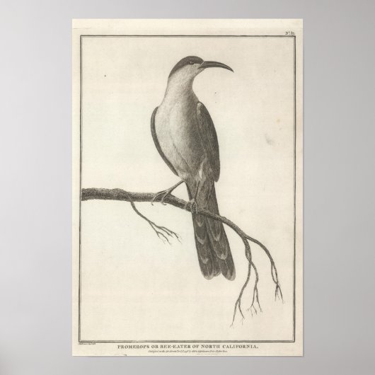 カリフォルニアのPromeropsまたはBee Eater ポスター (正面)