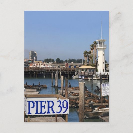 カリフォルニアアシカ ポストカード (正面)