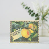 カリフォルニアアプリコット ポストカード (スタンド正面)