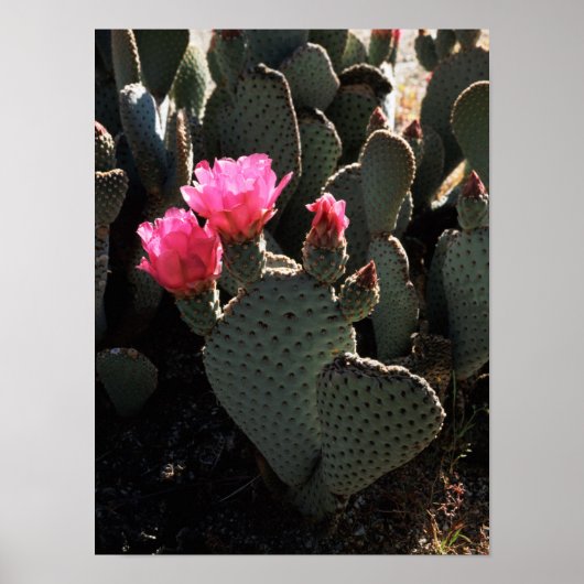 カリフォルニアアンザボレゴデザート州パーク1 ポスター (正面)