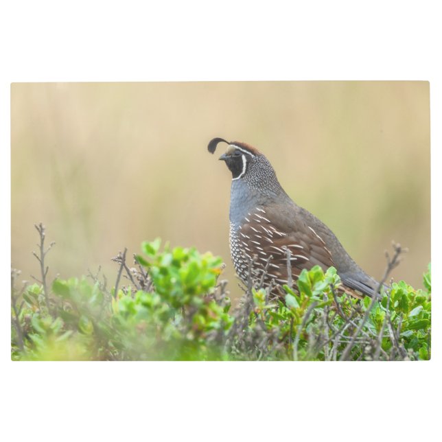 カリフォルニアウイル メタルプリント (正面)