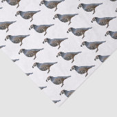 カリフォルニアウズラの鳥の漫画イラストレーション 薄葉紙 (詳細)