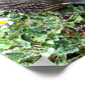 カリフォルニアウズラ ポスター (角)