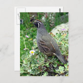 カリフォルニアウズラ ポストカード (正面/裏面)