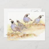 カリフォルニアウズラ，鳥，自然，野生生物， ポストカード (正面/裏面)