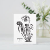 カリフォルニアウツボカズラ、食肉植物 ポストカード (スタンド正面)