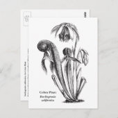 カリフォルニアウツボカズラ、食肉植物 ポストカード (正面/裏面)