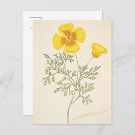 カリフォルニアエシュコルツィア ポストカード (正面/裏面)