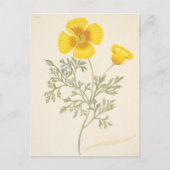 カリフォルニアエシュコルツィア ポストカード (正面)