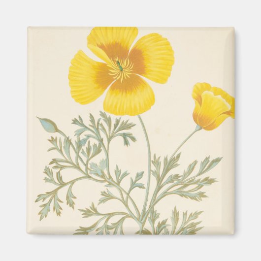 カリフォルニアエシュコルツィア マグネット (正面)