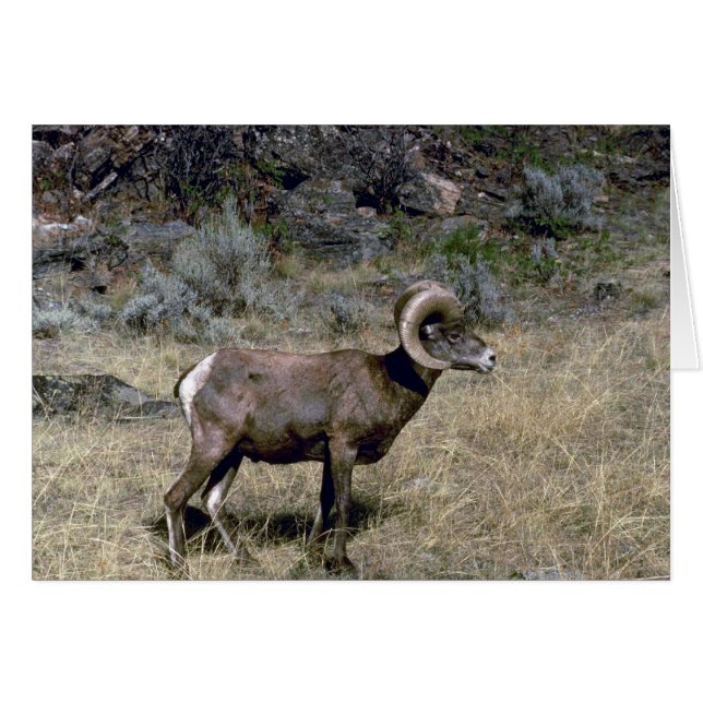 カリフォルニアオオツノヒツジ(牧草を食べる若いラム) (正面横)