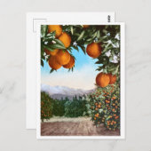 カリフォルニアオレンジグローブヴィンテージ空白のはがき ポストカード (正面/裏面)