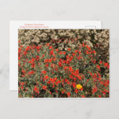 カリフォルニアカラーお祝い威厳がある：はがき ポストカード (正面/裏面)