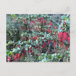 カリフォルニアカラーお祝い:1月はがき ポストカード