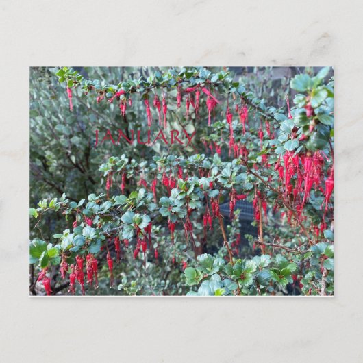 カリフォルニアカラーお祝い:1月はがき ポストカード (正面)