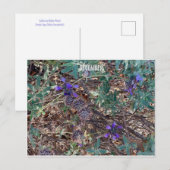 カリフォルニアカラーお祝い: 12月はがき ポストカード (正面/裏面)