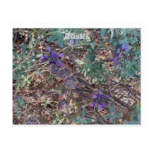 カリフォルニアカラーお祝い: 12月はがき