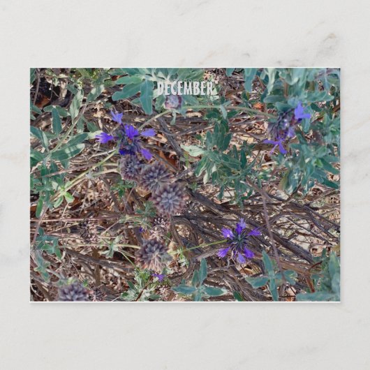 カリフォルニアカラーお祝い: 12月はがき ポストカード (正面)