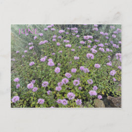 カリフォルニアカラーお祝い: 6月はがき ポストカード