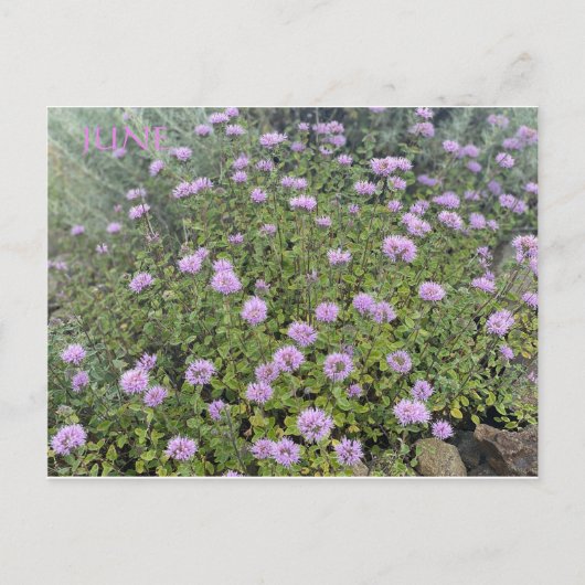 カリフォルニアカラーお祝い: 6月はがき ポストカード (正面)