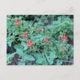 カリフォルニアカラーお祝い: 7月はがき ポストカード