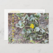 カリフォルニアカラーお祝い:9月はがき ポストカード (正面/裏面)