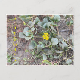 カリフォルニアカラーお祝い:9月はがき ポストカード