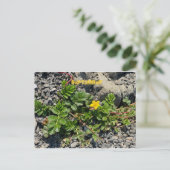 カリフォルニアカラーお祝い:9月はがき ポストカード (スタンド正面)