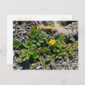 カリフォルニアカラーお祝い:9月はがき ポストカード (正面/裏面)