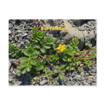 カリフォルニアカラーお祝い:9月はがき