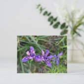 カリフォルニアカラーお祝い: MAYポストカード ポストカード (スタンド正面)