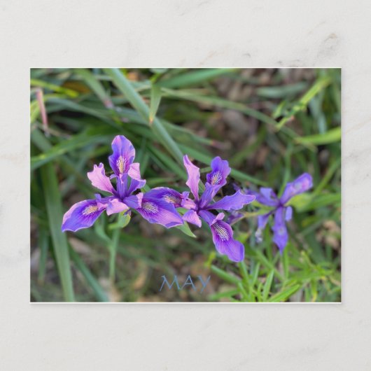 カリフォルニアカラーお祝い: MAYポストカード ポストカード (正面)