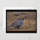 カリフォルニアクイール ポストカード (正面/裏面)