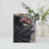 カリフォルニアコンドル慎重に黒い羽毛をプレーンズ ポストカード (スタンド正面)