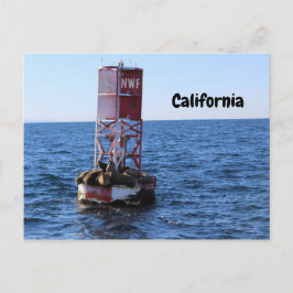 カリフォルニアシーライオンポストカード ポストカード