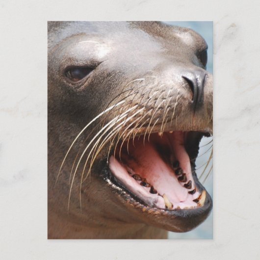 カリフォルニアシーライオンポストカード ポストカード (正面)