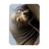 カリフォルニアシーライオン休息 マグネット (縦)